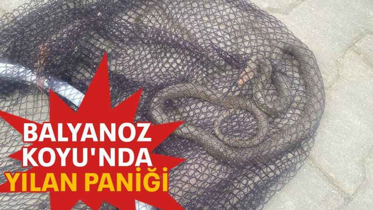 Balyanoz Koyu'nda yılan paniği